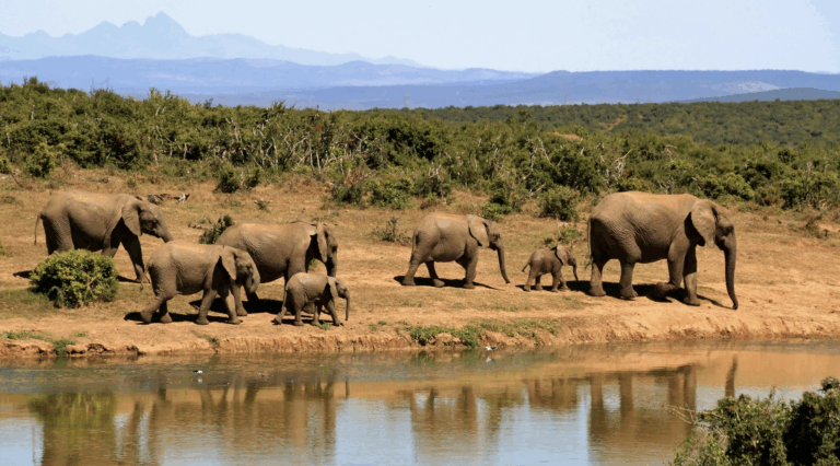 African Safari