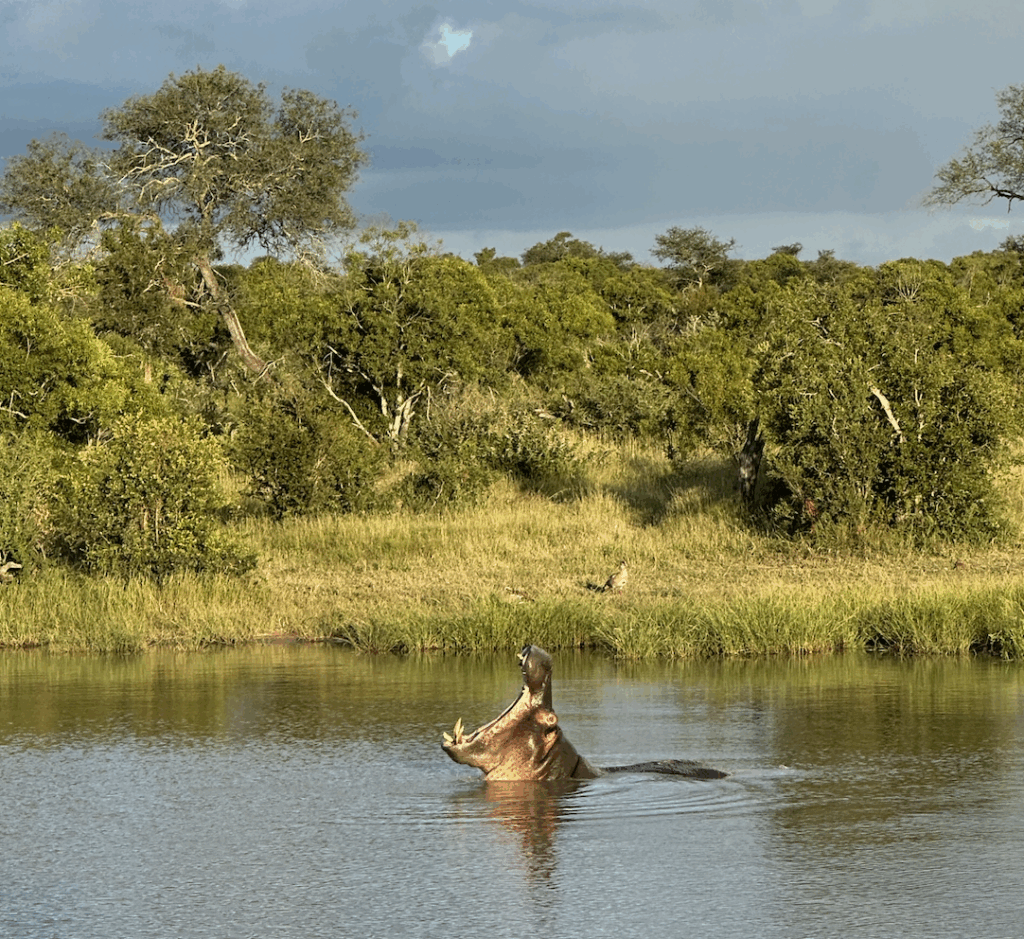 African Safari hippo