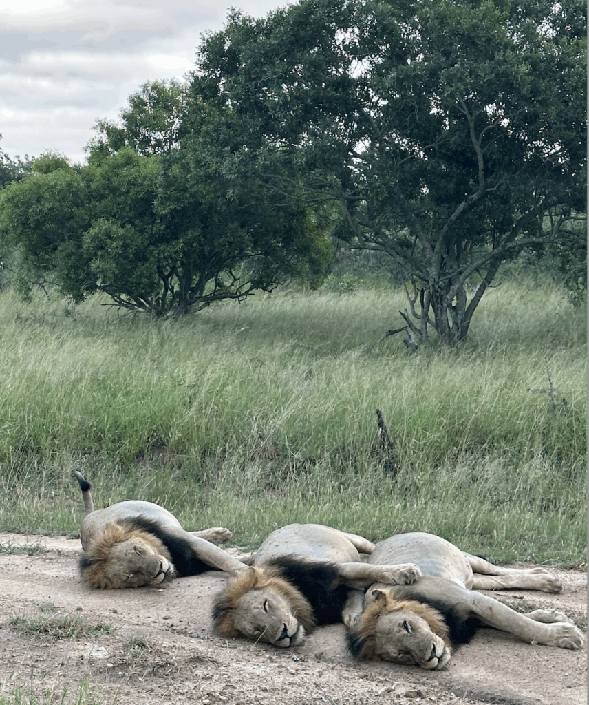 African Safari lion