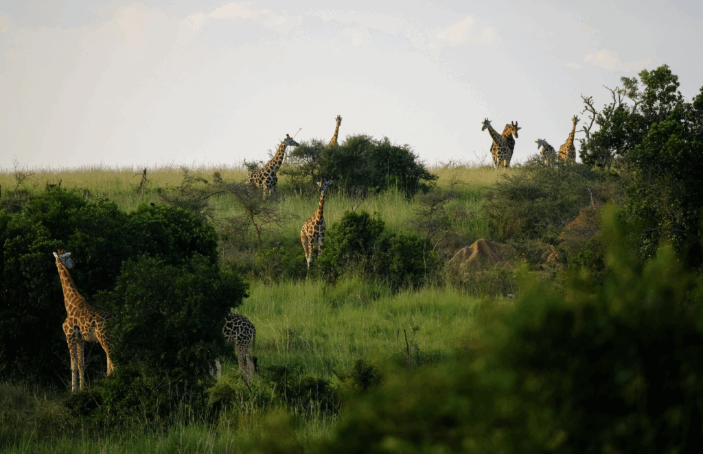 African Safari giraffe