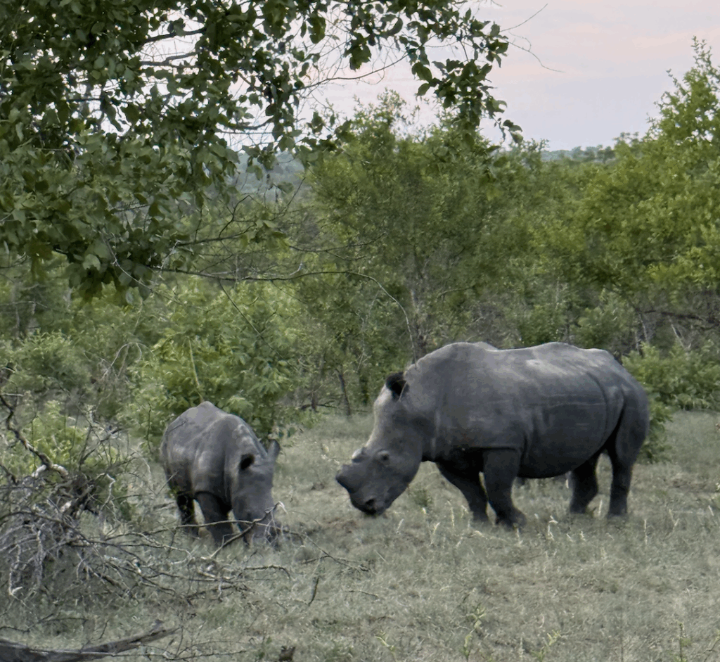 African Safari rhino
